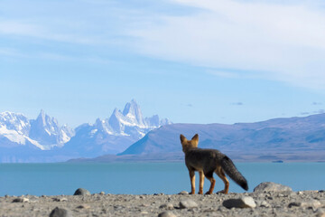 Zorro gris mirando Fitz Roy