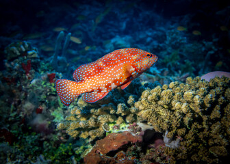 Fototapeta na wymiar Coral Grouper fish at the bottom of the Indian ocean