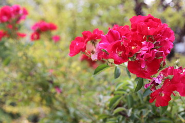 Pink flowers in the garden