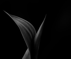 minimalist agave in black and white - 376576558