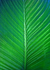 Heliconia leaf texture