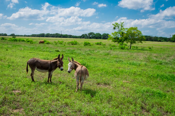 Naklejka na ściany i meble Donkeys in a country field