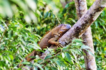 iguana  