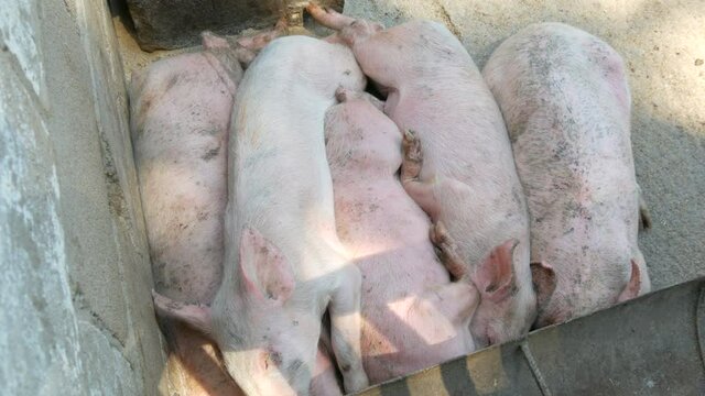 Funny adult pigs sleep in a row on a pig farm.