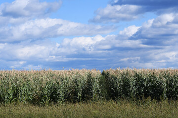 Fototapeta premium Corn field under a blue sky and some clouds