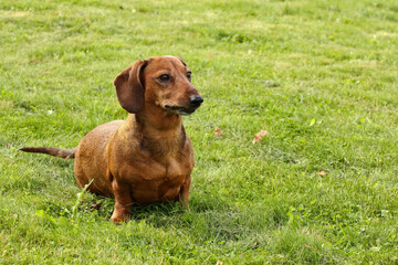 A red-haired short-haired dachshund is sitting on the lawn. On the green lawn, birch leaves lie as the first symbol of the coming autumn.
