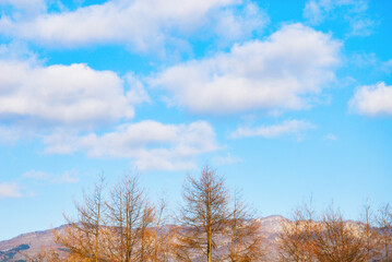 冬　木　空　山　素材