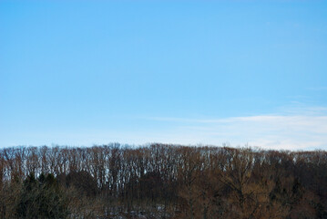 冬　木　空　素材
