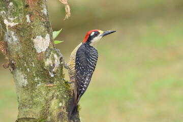Fototapeta premium pájaro carpintero cara negra de costa rica