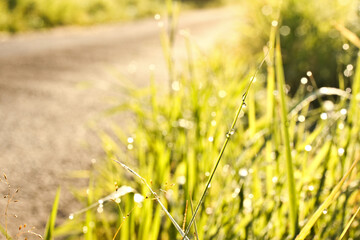 A drop of clean water on the growth of grasses in the bright rays of the sun. Blurred background with bokeh.