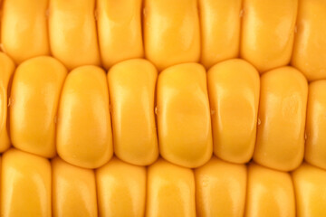 yellow juicy corn close up