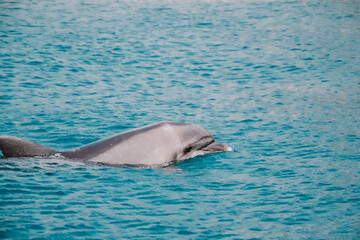 Obraz premium cute friendly dolphin swims in the sea, clear azure water. Fun in Eilat, Dolphin Reef in Israel.