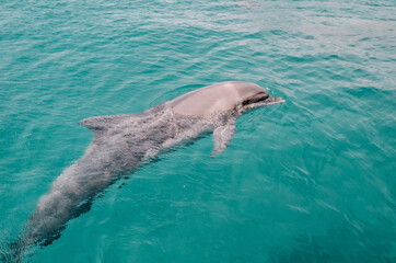 cute friendly dolphin swims in the sea, clear azure water. Fun in Eilat, Dolphin Reef in Israel. © SValeriia