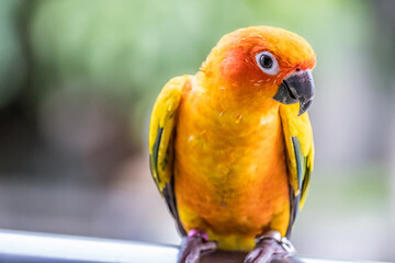 Colorful yellow parrot, Sun Conure (Aratinga solstitialis).