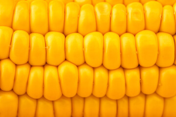 yellow juicy corn close up