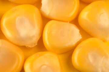 yellow juicy corn close up
