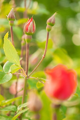 .Beautiful delicate bright rose bushes