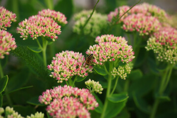 Bee on beautiful decorative garden plant. Sedum (Sedum spectabile) at autumn sunny day. Flower card background with pink sedum and sun rays or floral wallpaper