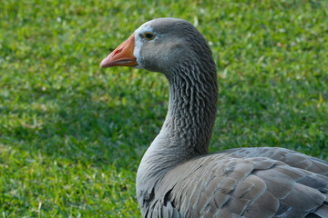 The ducks in the park is walking in a happy time in the parks of Lima city