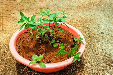 Black Mint (Mentha x piperita) Growing In Plastic Container