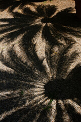 Palm Tree shadows on the ground
