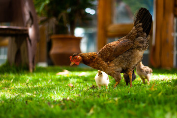 Galinha e seus pintinhos caminhando livremente