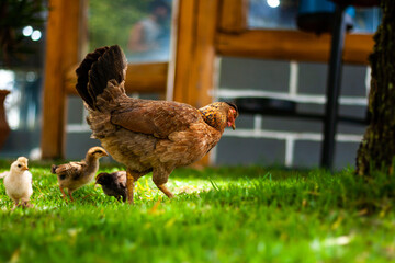 Galinha e seus pintinhos caminhando livremente