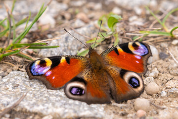 Tagpfauenauge, Pfauenauge, Schmetterling, Butterfly
