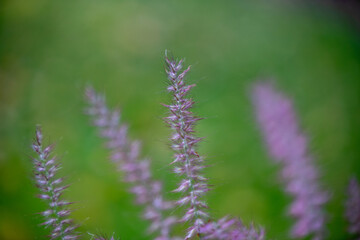 close up of lavender flower