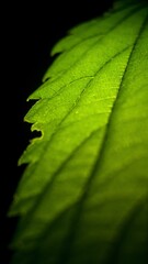 Macro shot of a green nettle leaf on black background