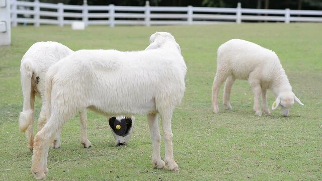 A lot sheep on the beautiful green meadow. Sheep grazing in farm outdoor 
