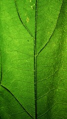 Green nettle leaf background macro photo