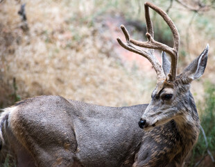 A close up portrait of a deer with antlers looking back with grass in the background on an overcast day in Zion National Park