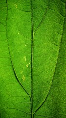 Fototapeta na wymiar Green nettle leaf background macro photo