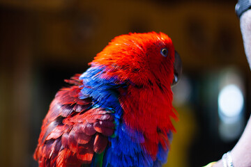 arara de estimação vermelha e azul