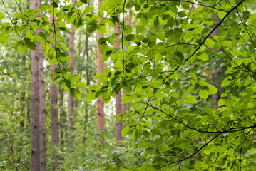 green leaves on branch in forest selective focus