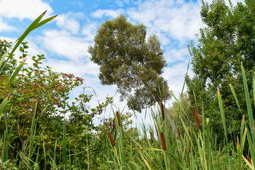 Grass and Sky with Lone Tree in Background