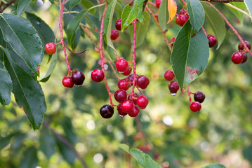 prunus padus berries on twig