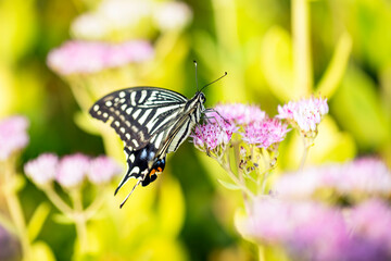 Papilio xuthus Linnaeus,Butterfly is on a flower