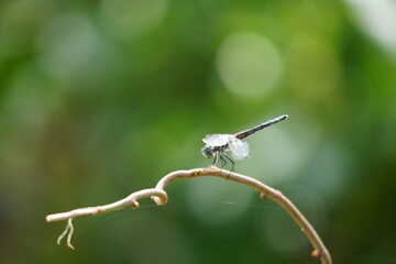 Dragonfly in a Park on Merrimack river  in Lowell Massachusetts 