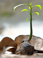Mango Sapling during sunrise with translucent leaves