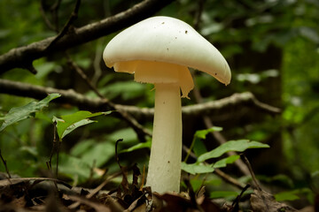 An Eastern Destroying Angel grows tall in the forest. This species is extremely toxic to humans. Raleigh, North Carolina.