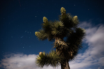 A Joshua Tree lit by the moon at night with Orion constellation, stars and clouds in the sky