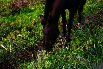 Cavalos e cavalinhos pastando ao entardecer no campo