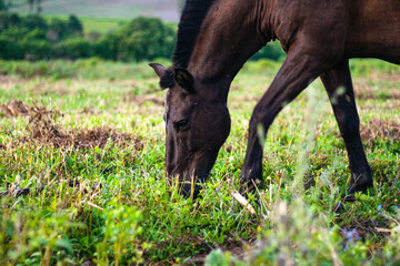 Cavalos e cavalinhos pastando ao entardecer no campo