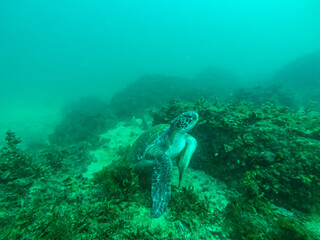 Obraz premium sea turtle 