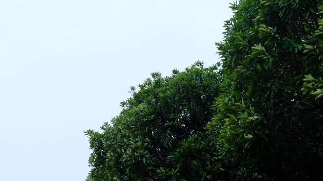 台風の強風に揺れる木の葉