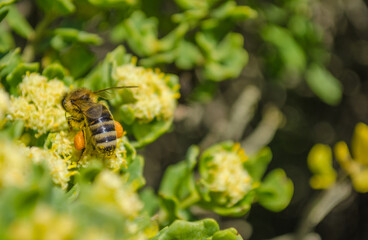 bee