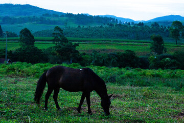 Obraz premium Cavalos e cavalinhos pastando ao entardecer no campo