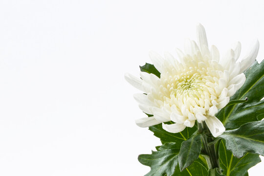 146 359 件の最適な 白い菊 画像 ストック写真 ベクター Adobe Stock 146 359 件の最適な 白い菊 画像 ストック写真 ベクター Adobe Stock